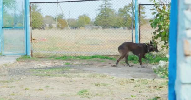 Brown cane dai capelli lisci con coda ritagliata corre nervosamente avanti e indietro, legato con il colletto a catena nel cortile. Cane da guardia custodisce il territorio privato. Crudeltà sugli animali — Video Stock