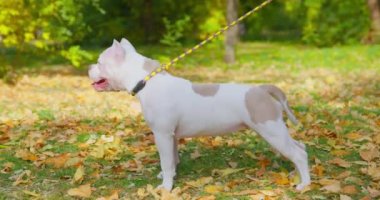 Amerikan zorbası tasmalı ve dili dışarıda sonbahar parkında yürüyor.