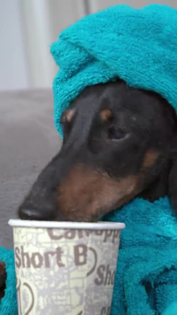 Niedlicher sauberer Dackelhund im blauen Bademantel und mit Handtuch um den Kopf gewickelt nach dem Duschen trinkt Getränke aus Einwegbecher aus Papier, aus nächster Nähe. vertikales Video — Stockvideo