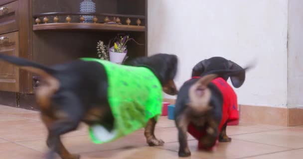 Двоє смішних голодних собак таксі в різнокольорових футболках підбігають до керамічних мисок на місці годування, оглядають їх і метушливі, але миски порожні, а домашні тварини залишаються розчарованими — стокове відео