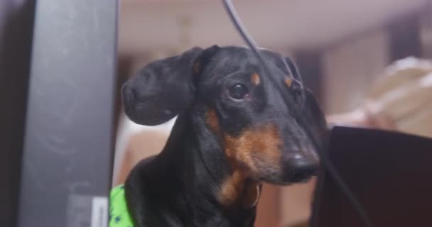 Sabırsızlıkla hoplayıp zıplayan şirin bir dachshund portresi. Köpek ekipmanları kurar ve kabloları bağlar. Evcil hayvan klavyede yazıyor ya da koşu bandında koşuyor — Stok video