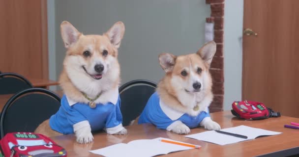 Dwa słodkie walijskie corgi Pembroke lub kardigan pies w mundurze szkolnym są posłusznie siedzi przy biurku z plecakami i otwartymi notatnikami, rozglądając się gotowy do lekcji — Wideo stockowe