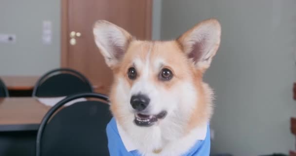 Impatient and restless Welsh corgi Pembroke barks loudly to attract attention of owner. Mischievous dog barks at other animals or when someone knocks on door. Pet is learning new command — Stock Video