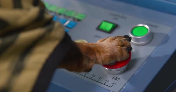 Tシャツの犬は緊張ながら、その足でパネルの上に大きな赤いスタートボタンを押している、背中からのビューは、閉じる。工場でのロボット機械の遠隔制御 — ストック動画