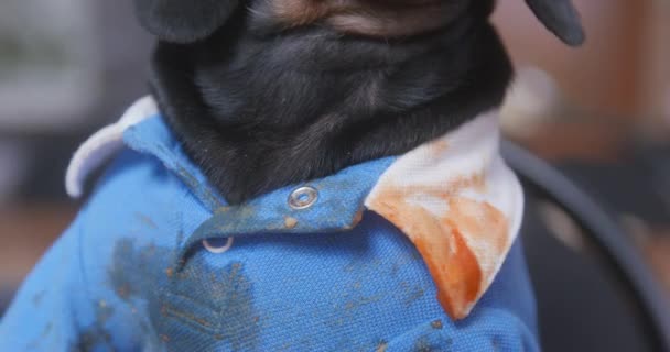 Το τσαπατσούλικο σκυλί έφαγε πολύ τσαπατσούλικα, έτσι τώρα κάθεται σε ένα μπλε t-shirt με γιακά πήρε εντελώς βρώμικο με λεκέδες σάλτσα, τα οποία είναι δύσκολο να πλύνετε, κοντά, μπροστά άποψη — Αρχείο Βίντεο