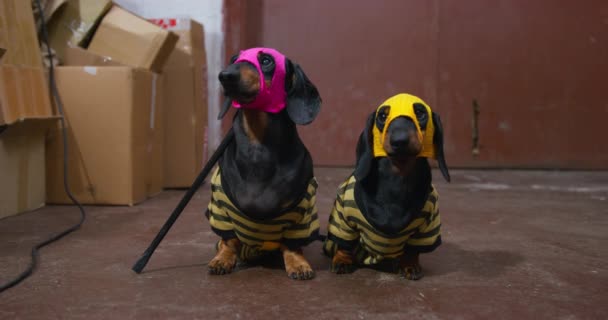 Двоє смішних таксономічних собак, що ховаються під масками грабіжників, стоять на старому складі з палицею, оглядають кімнату, яку вони збираються пограбувати, а потім тікають до брудного бізнесу — стокове відео