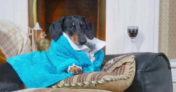 Divertido perro salchicha en bata azul terry se encuentra en el sofá junto a la chimenea iluminada como un señor, trata de ladrar indignado y se levanta para huir o ir a comprobar la situación. Mascota preocupada. — Vídeo de stock