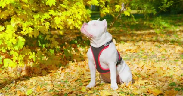 Смешной американский задира щенок в упряжке сидит среди желтых опавших листьев. Собака правильно исполняет команду сидеть, затем послушно подходит к призыву хозяина во время тренировки в осеннем городском парке. — стоковое видео