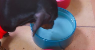 Kırmızı tişörtlü susamış dachshund köpeği taze suyla dolu seramik kaseye yaklaşır ve tembelce içmeye başlar, üst manzara, kapat. Aç hayvan yemek ister, su değil.