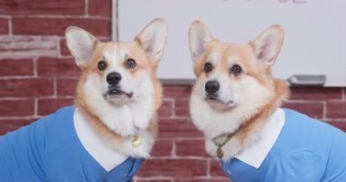 Bir çift giysili Corgi beyaz tahtanın yanına oturur ve havlarlar.