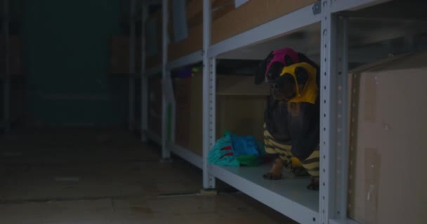 倉庫で怪しい音を聞いた後誰かが暗闇の中に懐中電灯を照らす。頭の上の手作りのバラクラバの二つの面白いdachshund犬は箱の中の棚の上に隠れています — ストック動画