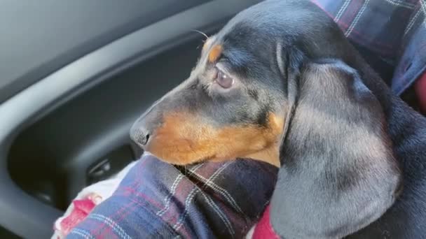 Negro perro salchicha bronceado va en coche sentado en brazos de mujer — Vídeo de stock