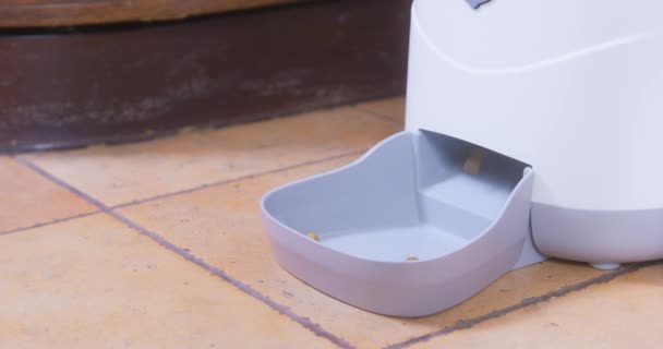 Dachshund ест пищу из автоматической кормушки для животных на полу — стоковое видео