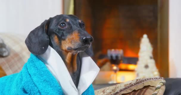 Ritratto di divertente cane bassotto in una vestaglia di spugna blu, che giace in modo impressionante sul divano accanto al camino acceso e abbaia indignato. Pet è come il Signore in un'atmosfera accogliente casa — Video Stock