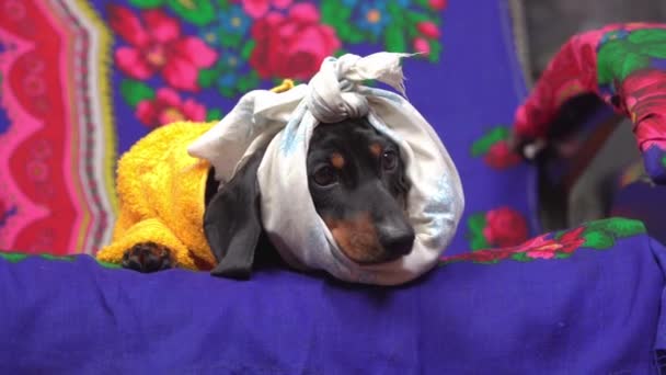 Hasta dachshund köpeğinin geceliği kafasının etrafına sıkıştırılmış olarak evde yatıyor, çünkü çenesinde ya da baş ağrısında periostit var. Evde tedavi ve rehabilitasyon. — Stok video