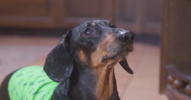 Uzun kulaklı şirin dachshund yemek havlamasını bekliyor. — Stok video