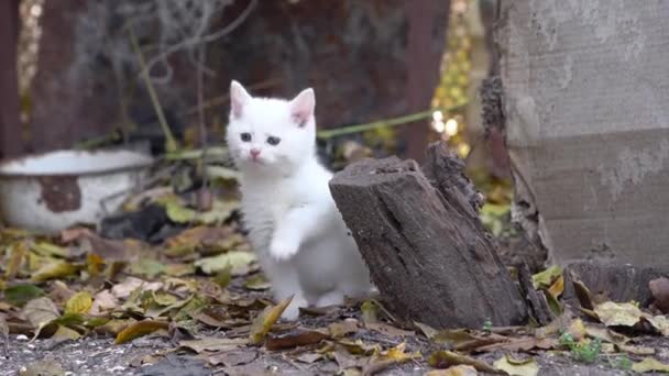 Adorable white fluffy kitten for the first time on a walk. Curious pet sits among fallen leaves next to stump and explores the world around it. Poor stray cat on the street. — Stock Video