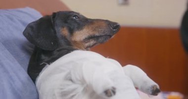 Talihsiz bandajlı dachshund köpeği kazadan sonra hastane koğuşunda yatarken veteriner kırık pençelerini alçıya alıyor. Yaralı hayvanlara ilk yardım