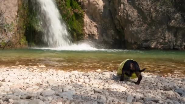 Chien de teckel courageux fatigué pendant la promenade active à travers des endroits sauvages et difficiles d'accès, et arrêté à la cascade pour boire de l'eau ou bénéficie d'une vue imprenable sur la cascade et le lac près de la falaise lors de la randonnée — Video