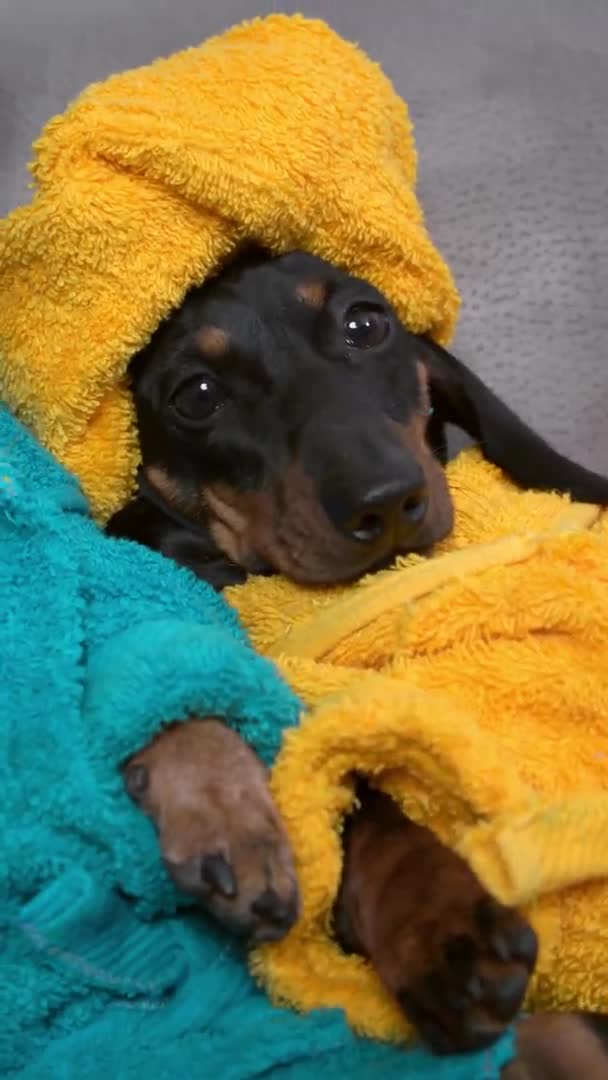 Carino pulito cane bassotto cucciolo in accappatoio e con asciugamano giallo avvolto intorno alla testa dopo la doccia sedersi sul divano, rilassarsi nel fine settimana spa. video verticale — Video Stock