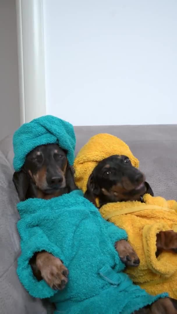 Két tiszta tacskó kutyakölyök fürdőköpenyben és törölközővel a fejük köré tekeredve zuhanyzás után üljön a kanapén, pihenjen a spa hétvégén. függőleges videó — Stock videók