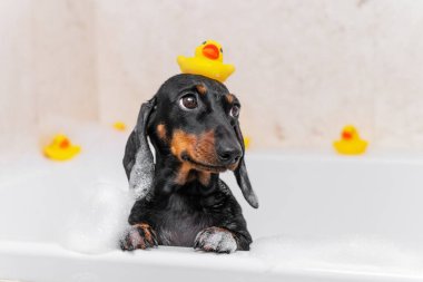 Köpek yavrusu dachshund kafasında sarı plastik ördekle küvette oturuyor ve yukarı bakıyor.