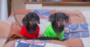 Renkli tişörtler içinde şirin dachshundlar yumuşak battaniyeye oturur.