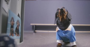 Sevgili dachshund yavrusu ilginç bir şey gördü ve yakından izliyor, yukarı bakıyor ve dudağını ısırıyor. Galli Corgi Pembroke ona yaklaşıyor ve aynı zamanda bunu gözlemlemeye başlıyor.
