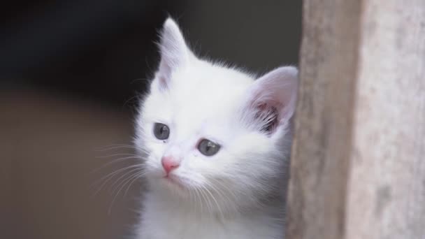 白いふわふわの子猫の肖像画は、隅の周りに隠され、慎重に世界を見て座って、フロントビュー。かわいいペットは動物のための商品やサービスの商業のためにポーズ. — ストック動画