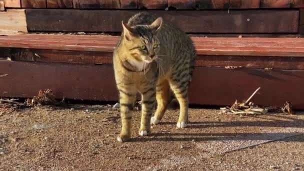 Pompatyczny kot stoi na ulicy i rozgląda się po starym mieście. — Wideo stockowe