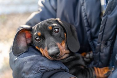 Sıcak kabarık ceketli sahibinin elinde tuttuğu, battaniyeye sarılı şirin, donmuş dachshund köpeği portresi. Soğuk havada yürüyorum.