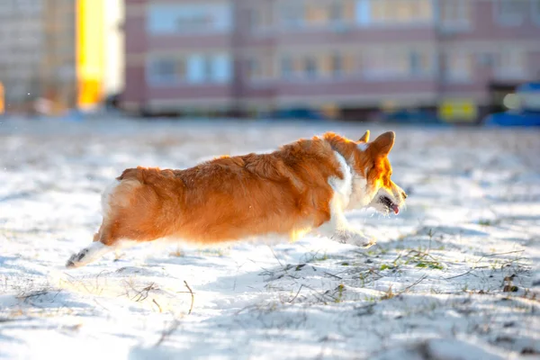 ニンブル・ウェールズのコーギー・ペンブローク犬が走り、雪に覆われた地面のほぼ上に横たわっている。カレンダー、広告や他の獣医の出版物のための訓練で子犬の実行コマンド. — ストック写真