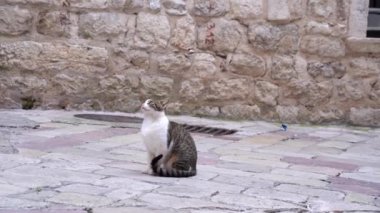 Evcil kedi antik kalenin yakınındaki kaldırım taşı yolda oturuyor.