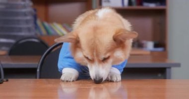 Yaramaz Galli Corgi Pembroke ya da hırka köpeği pençelerini masaya koyup bir şeyler yerken sahibinin dikkati dağılmıştı.