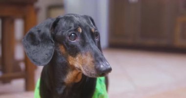 Kara dachshund sahibinin ödül vermesini ve havlamasını bekliyor.