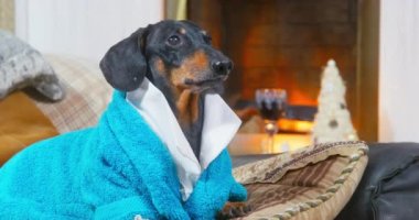 Mavi elbiseli bir köpek portresi şöminenin yanındaki kanepede etkileyici bir şekilde yatıyor, sahibini aramak ve hapşırmak için havlıyor. Evcil hayvan, rahat ev atmosferinin efendisi gibidir.