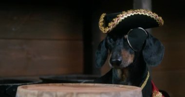 Korsan gibi giyinmiş siyah dachshund ahşap fıçıya bakar