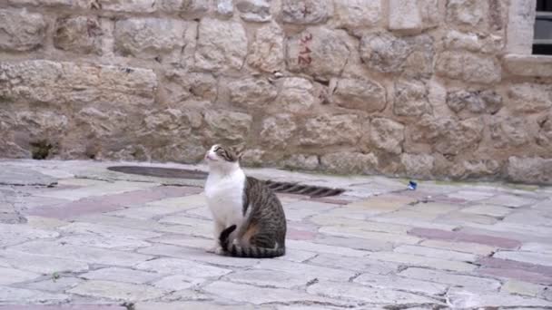 Domestic cat sits on cobblestone road near ancient fortress — Stock Video