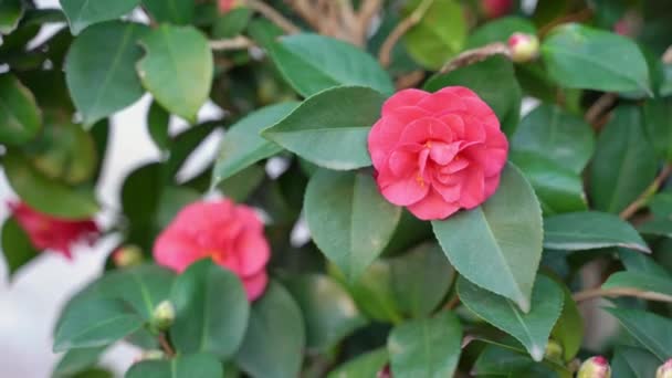 Rød camellia blomst vokser i haven af gamle bydel i foråret – Stock-video