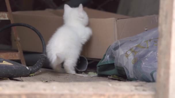 Φτωχή άστεγη χνουδωτή λευκή γάτα σκαρφαλώνει γύρω από την χωματερή και ψάχνει σε χαρτόκουτα σε αναζήτηση τροφής ή μέρος για ύπνο. Η μικρή γάτα εξερευνεί τον κόσμο γύρω της. — Αρχείο Βίντεο