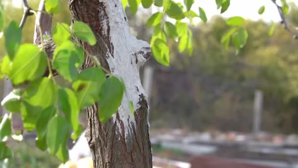 A pessoa cuidadosamente pinta sobre a casca no tronco com cal apagada, preparando árvores no jardim para invernar e proteger de pragas e influências ambientais perigosas, close-up. — Vídeo de Stock