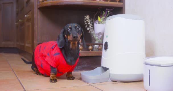 Kırmızı tişörtlü komik aç dachshund köpeği otomatik evcil hayvan besleyici makinesinin yanında oturur ve öfkeyle havlayarak yemek ister. Köpeği zamanlayıcıya ve zamanlayıcıya göre besleme aygıtı — Stok video