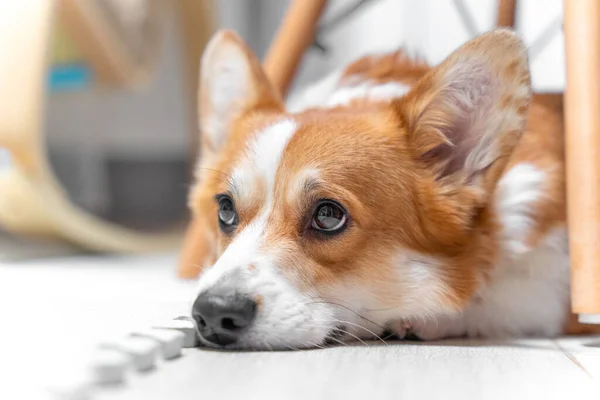Portrait of welsh corgi Pembroke or cardigan dog lying on floor with sad look because owner does not pay attention to it, or it was left alone at home. Pet with guilty look punished for bad behavior.