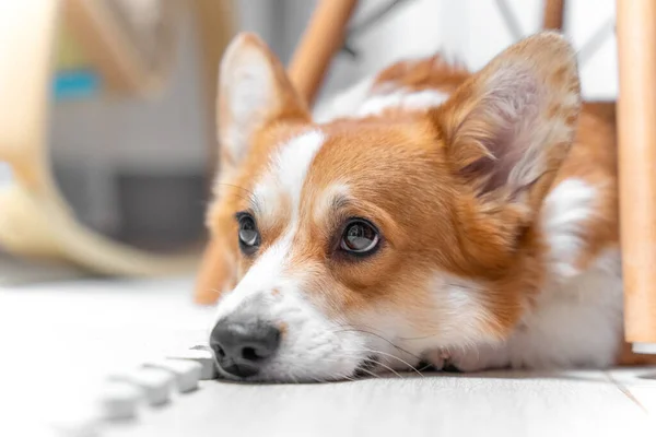 Portret van Welsh Corgi Pembroke of vest hond liggend op de vloer met droevige blik omdat de eigenaar er geen aandacht aan besteedt, of het werd alleen gelaten thuis. Huisdier met schuldige blik gestraft voor slecht gedrag. — Stockfoto