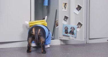 Dachshund köpeği üniformalı ve sırtında arı şeklinde bir çantayla dolapta bir şey arıyor, sonra da kapısını kapatıp gidiyor.