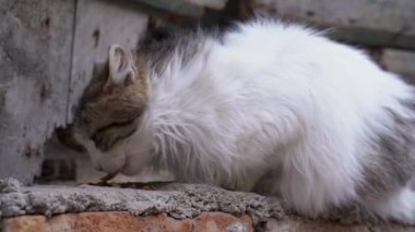 Kabarık tüylü evcil kedi yıkık dökük binaların üzerinde yemek yiyor.