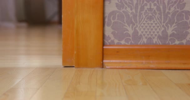 O cão de Dachshund em uma camiseta aparece da esquina da entrada e entra no quarto, visão de um ângulo baixo em patas. Animal de estimação ativo fazendo uma bagunça, enquanto deixado em casa sozinho. — Vídeo de Stock