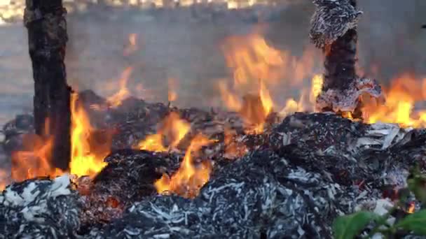 Bonfire verbrandt en laat as achter op het lentefestival in de stad — Stockvideo