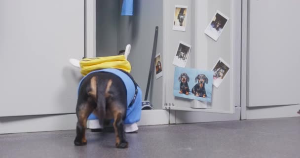 Dachshund köpeği üniformalı ve sırtında arı şeklinde bir çantayla dolapta bir şey arıyor, sonra da kapısını kapatıp gidiyor. — Stok video