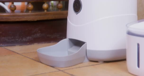 Камера смотрит снизу вверх на автоматическую кормушку для домашних животных, которая стоит в углу дома и закрывается. Устройство для кормления собаки согласно расписанию и таймеру — стоковое видео